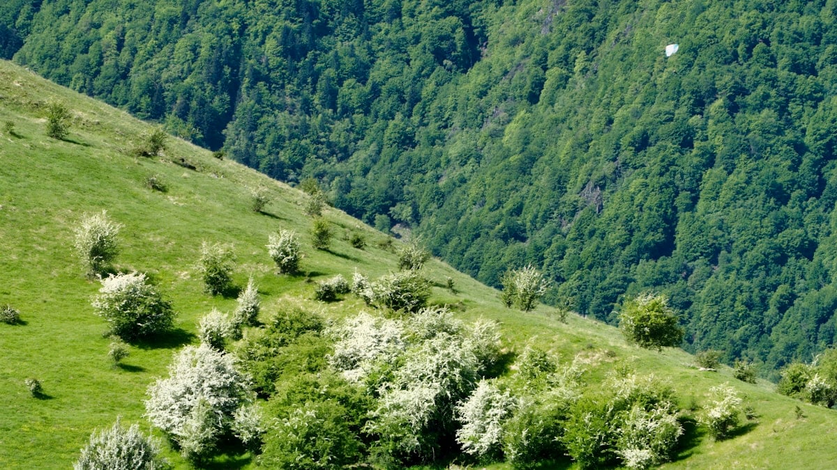 Tall trees grow on the hillside with light shining on green grass below in a forested area during daytime - Trees cover the hillside with various shades of green. Some trees are lighter in color. The sun shines on the green grass, creating a bright scene in this forested area.